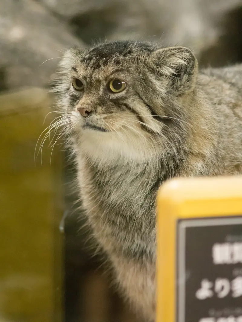 A photograph of Primula in Ueno Zoological Gardens
