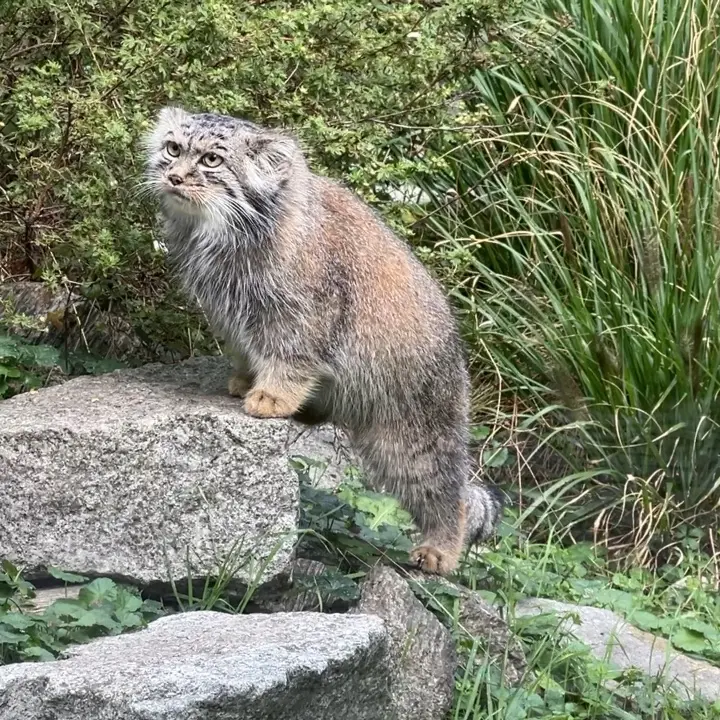 A photograph of a Pallas's cat in Wrocław Zoo