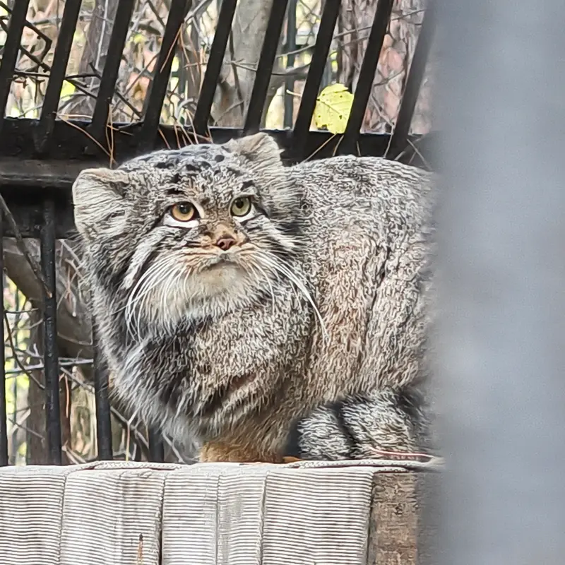 A photograph of Katun in Novosibirsk Zoo