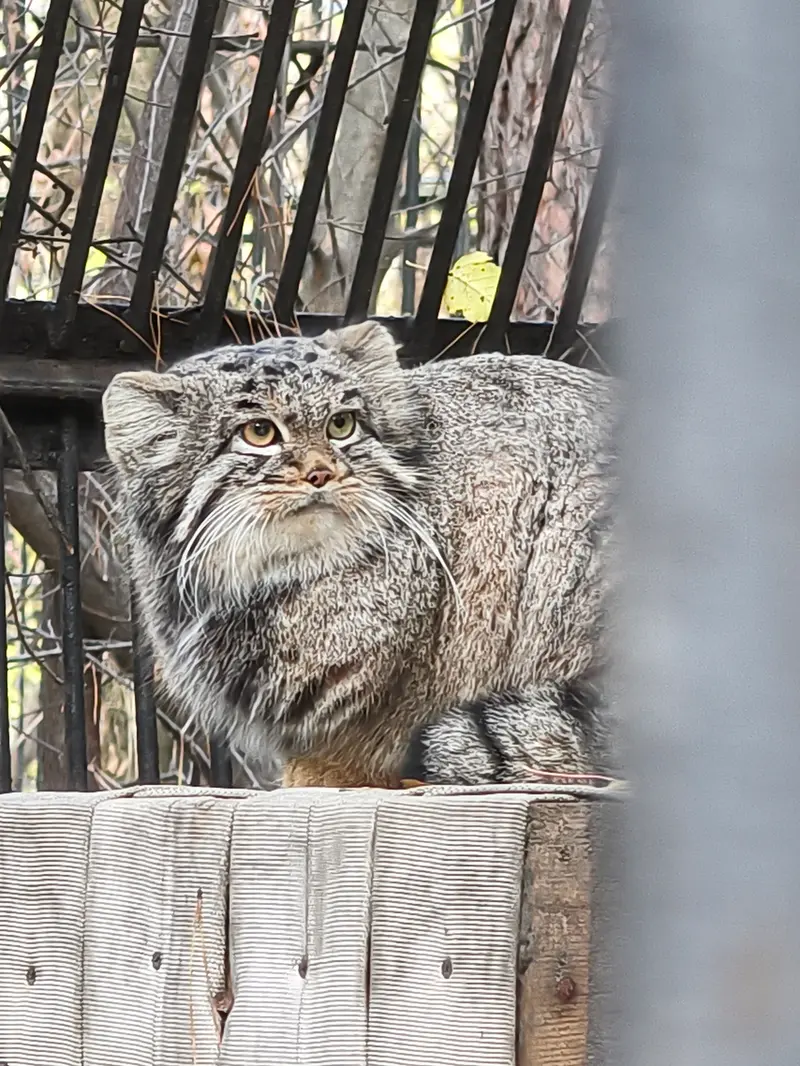 A photograph of Katun in Novosibirsk Zoo