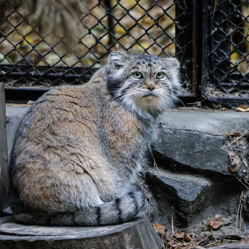 A photograph of Lastochka in Novosibirsk Zoo