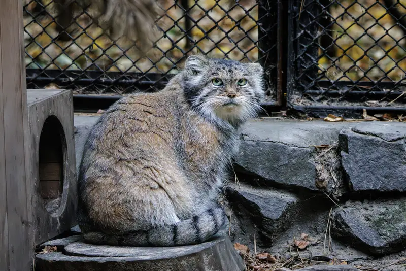 A photograph of Lastochka in Novosibirsk Zoo