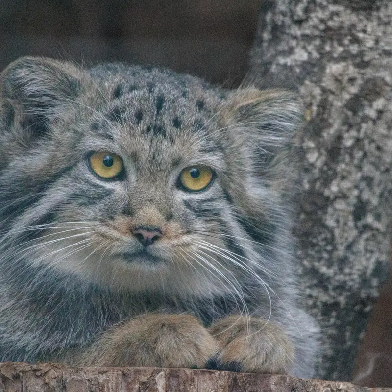 A photograph of Aksa in Leningrad zoo