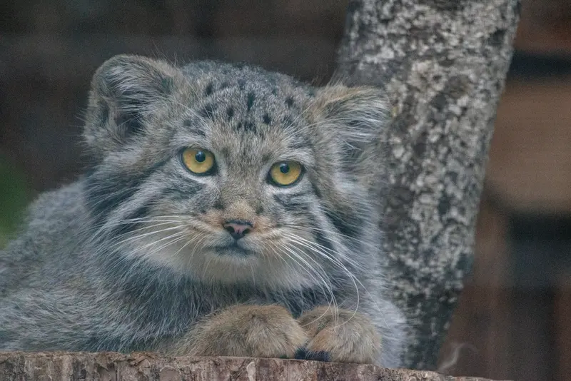 A photograph of Aksa in Leningrad zoo
