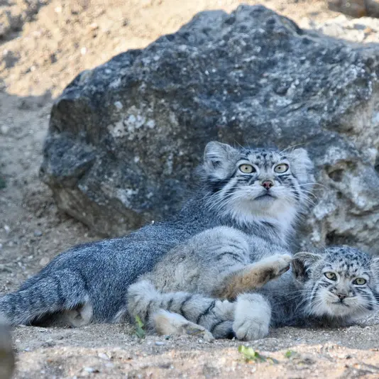 A photograph of Namuu in Port Lympne Wild Animal Park