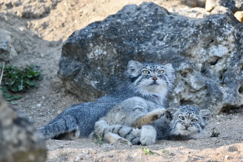 A photograph of Namuu in Port Lympne Wild Animal Park