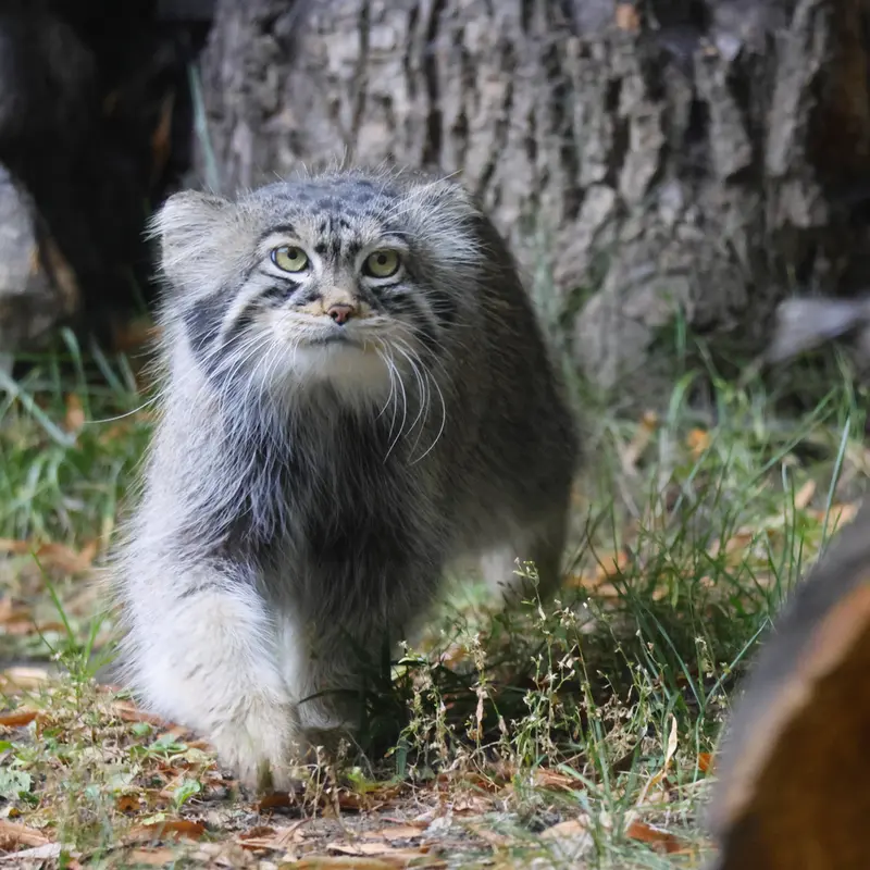 A photograph of a Pallas's cat