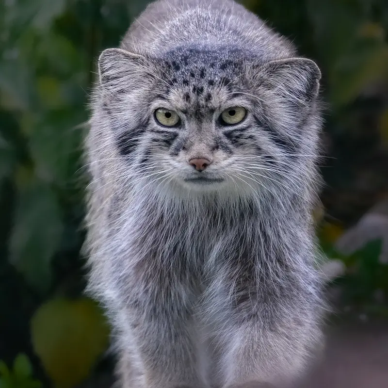 A photograph of a Pallas's cat in Port Lympne Wild Animal Park