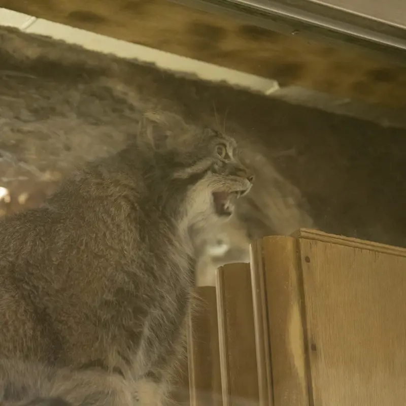 A photograph of Figa in Ueno Zoological Gardens