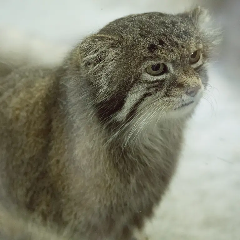 A photograph of Klyon in Ueno Zoological Gardens