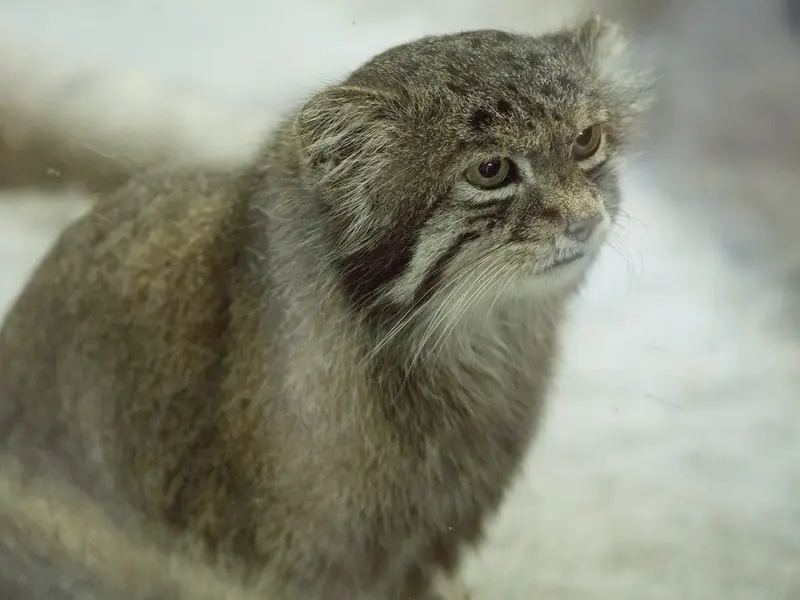 A photograph of Klyon in Ueno Zoological Gardens