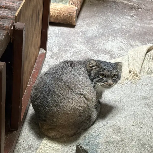 A photograph of Figa in Ueno Zoological Gardens
