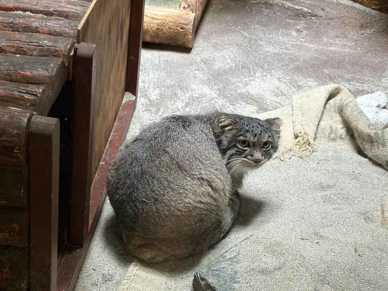A photograph of Figa in Ueno Zoological Gardens