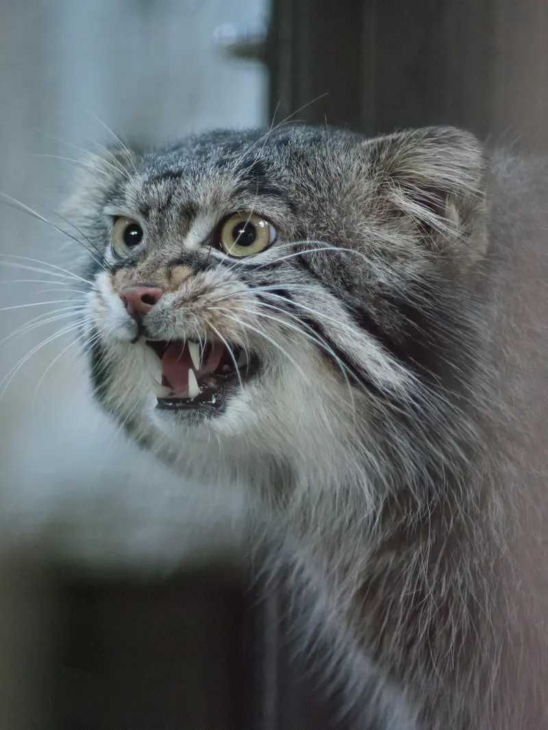 A photograph of Figa in Nogeyama Zoo