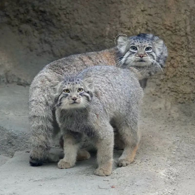 A photograph of Az and San in Kobe Animal Kingdom
