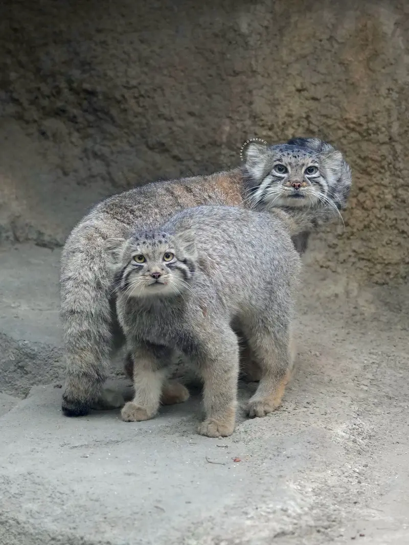 A photograph of Az and San in Kobe Animal Kingdom