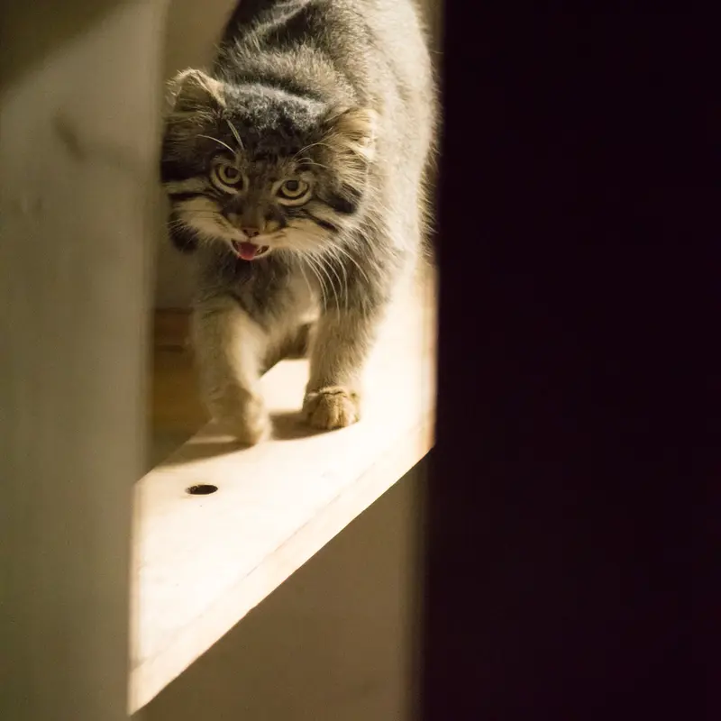 A photograph of Figa in Nogeyama Zoo