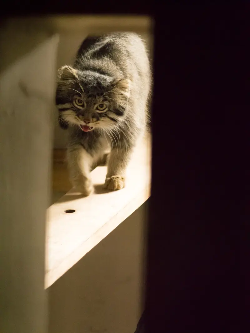 A photograph of Figa in Nogeyama Zoo