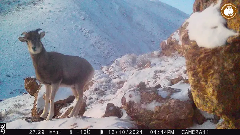 A photograph of Argali from Zhundy 2 camera trap