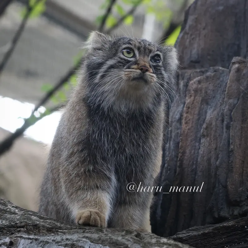 A photograph of Abrikos in Nasu Animal Kingdom