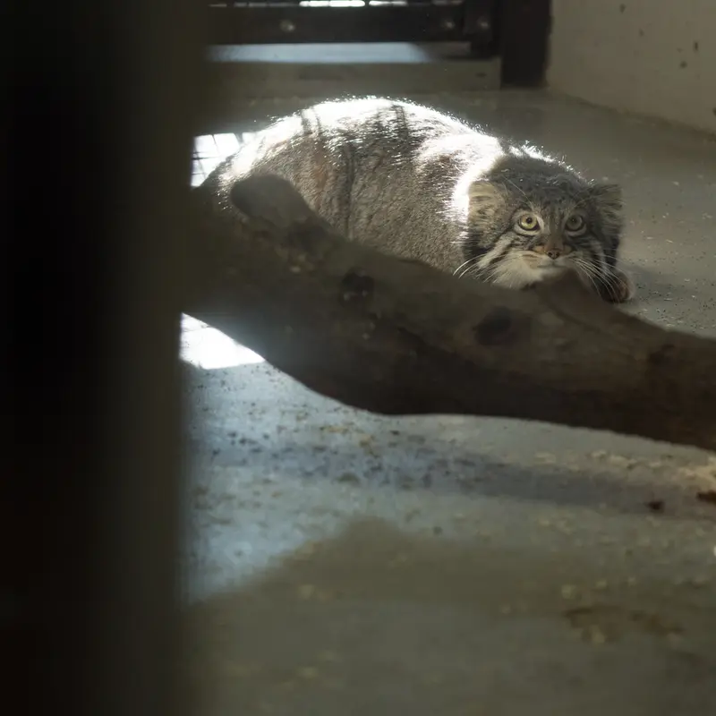 A photograph of Figa in Nogeyama Zoo