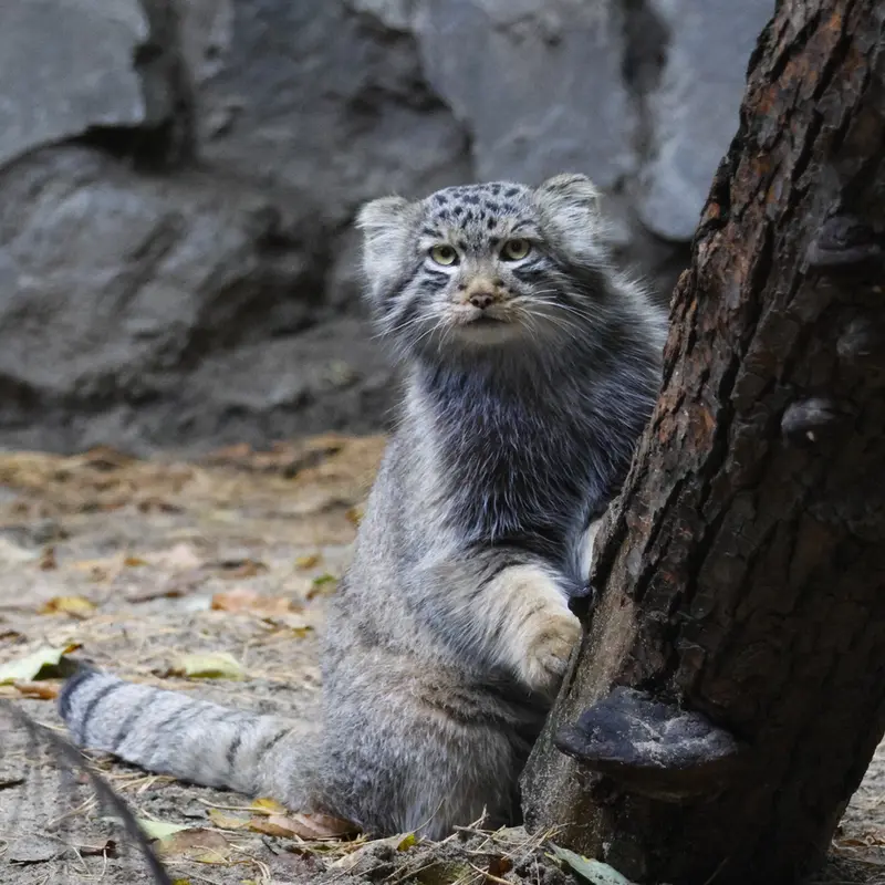 A photograph of Son of Lolo b.2026 Ⅱ in Novosibirsk Zoo
