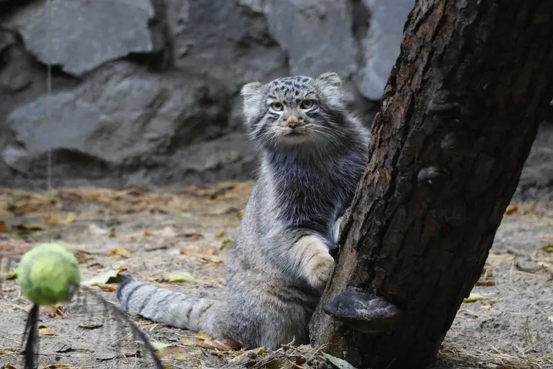 A photograph of Son of Lolo b.2026 Ⅱ in Novosibirsk Zoo