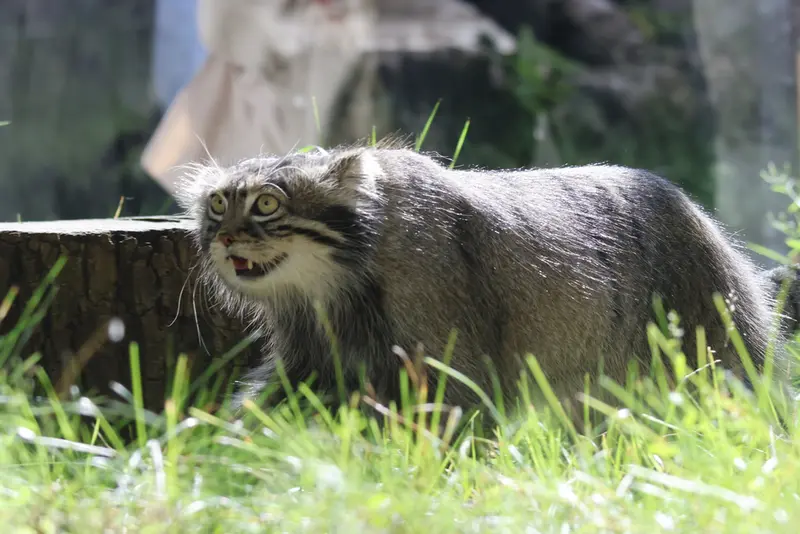 A photograph of a Pallas's cat