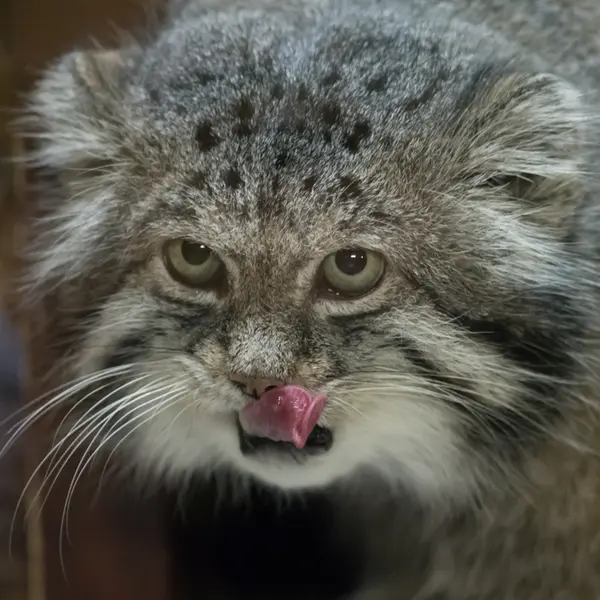 A photograph of Klyon in Ueno Zoological Gardens
