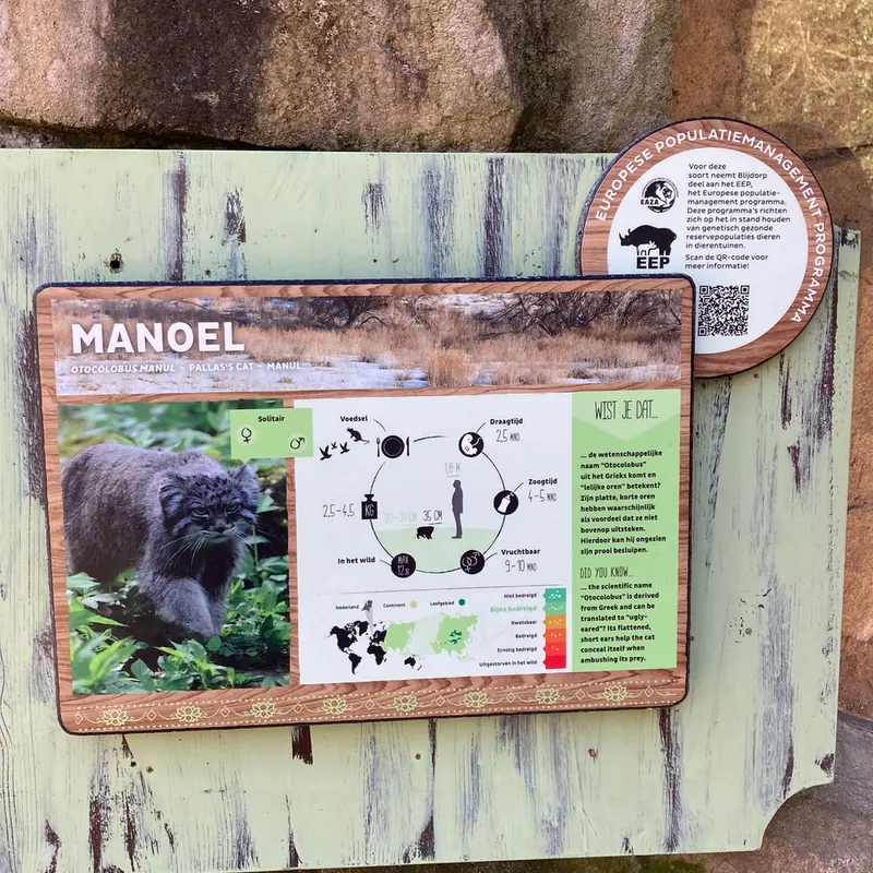 A photograph of a Pallas's cat in Rotterdam Zoo