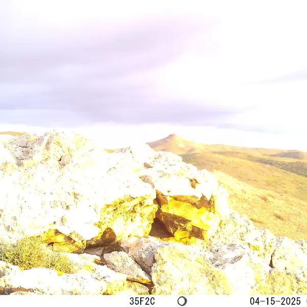 A photograph of Otocolobus manul manul from Besshoky 1 camera trap